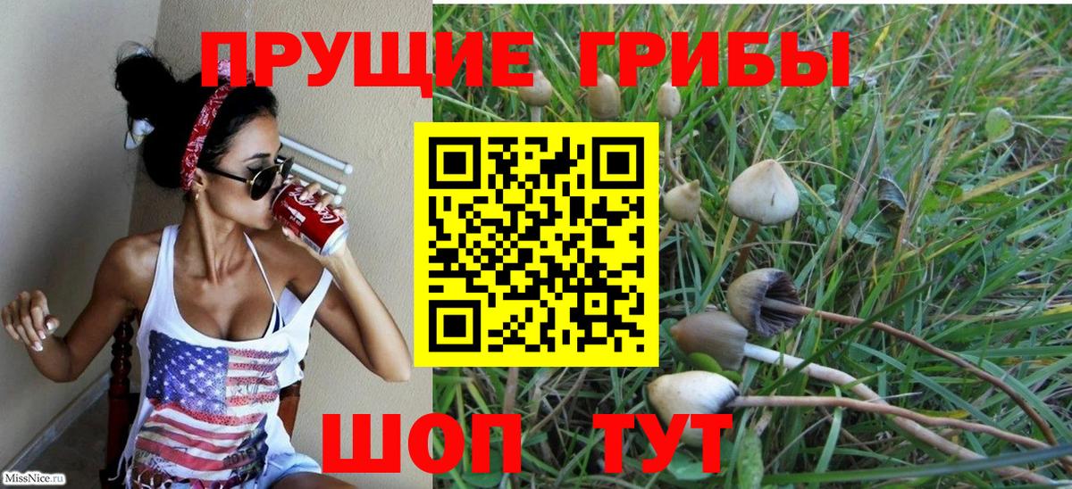 Галлюциногенные грибы Psilocybe Калининград